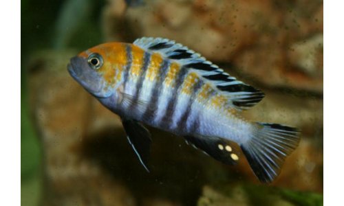 Cynotilapia afra Cobue
